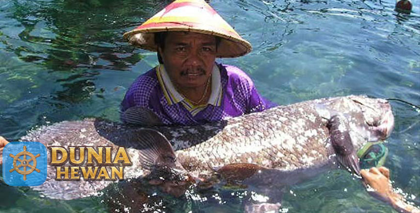 Ikan Raja Laut, Ikan yang Akan Punah Karena Spesiesnya Sedikit