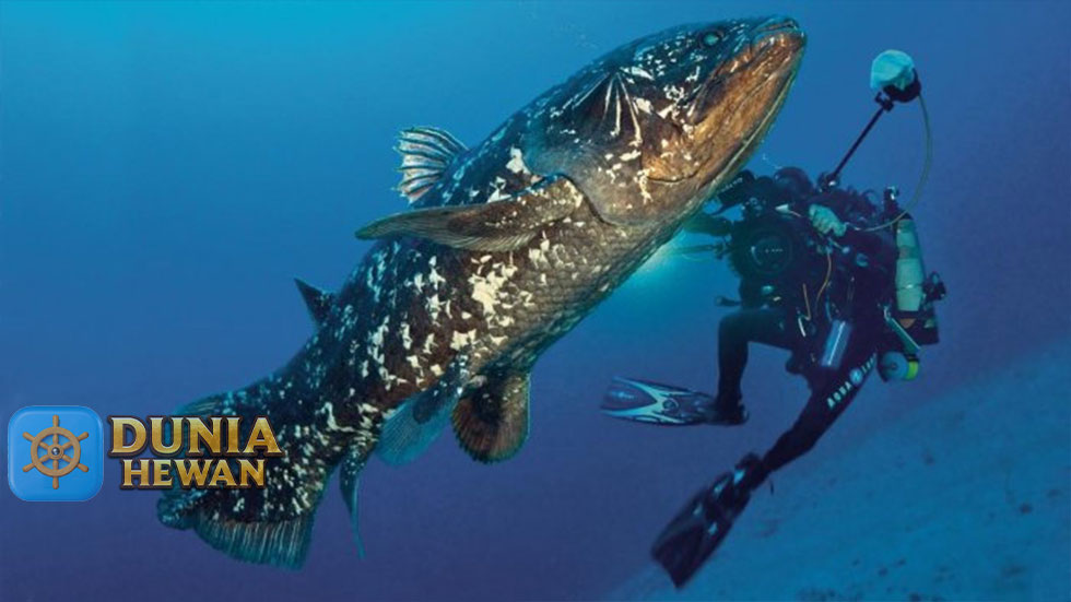 Ikan Raja Laut, Ikan yang Akan Punah Karena Spesiesnya Sedikit