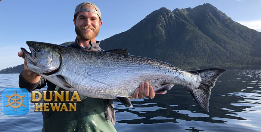 Fakta Ikan Salmon chinook Jadi Bahan Enak Sushi di Jepang