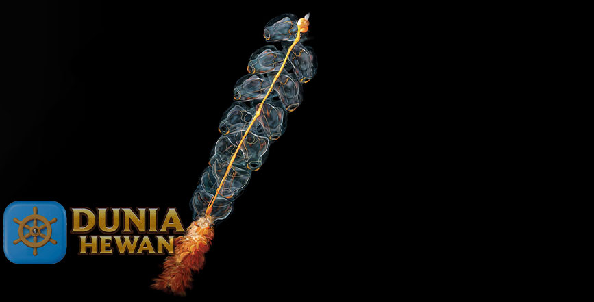 Marrus orthocanna: Keajaiban Hewan Laut yang Menakjubkan