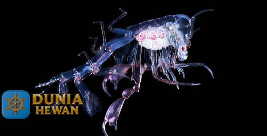 Phronima Rahasia Menakjubkan Kehidupan Predator Laut Dalam