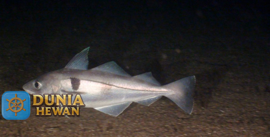 Fakta Menarik Ikan Haddock Kerabat Ikan Cod dari Perairan Dingin