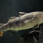 Kod pasifik yang Hatinya diproses Untuk Produksi Minyak Hati