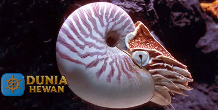 Fakta Menarik Nautilus Mahluk Air Prasejara Bertahan di Laut