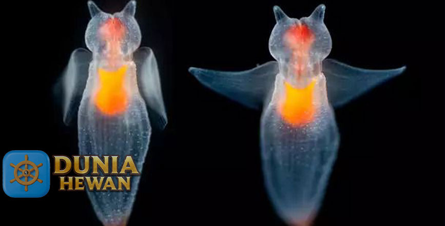 Fakta Menarik Sea Angel Mahluk Kecil Penghuni Laut Dalam Gelap