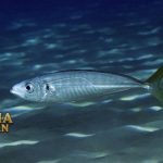 Manfaat Makerel Pasifik Untuk Kesehatan Tubuh
