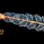 Marrus orthocanna: Keajaiban Hewan Laut yang Menakjubkan