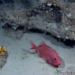 Orange Roughy Spesies yang Paling Berharga di Selandia Baru