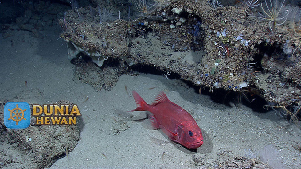 Orange Roughy Spesies yang Paling Berharga di Selandia Baru