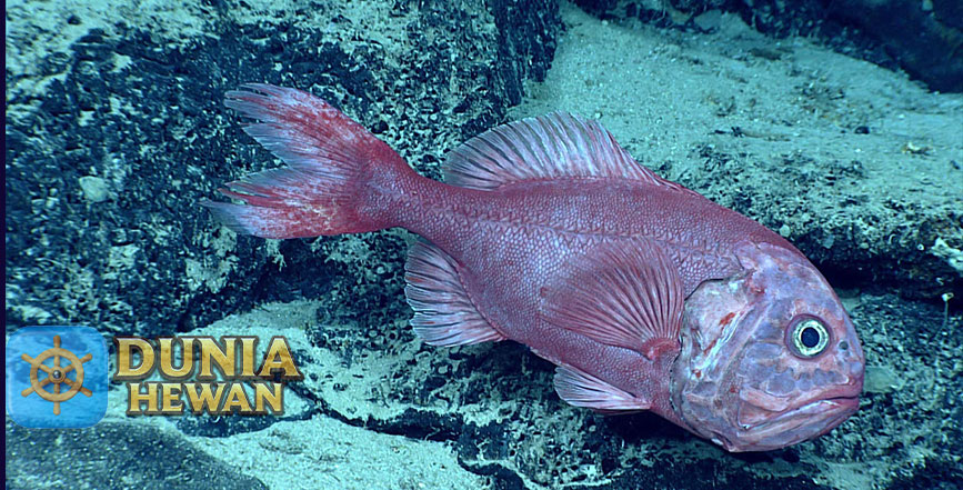 Orange Roughy Spesies yang Paling Berharga di Selandia Baru