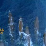 Paus berparuh baird Sulit di Temukan di Tempat Asing