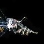 Phronima Rahasia Menakjubkan Kehidupan Predator Laut Dalam