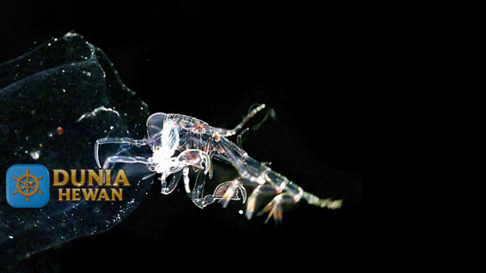 Phronima Rahasia Menakjubkan Kehidupan Predator Laut Dalam