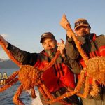 Selain Mahal Kepiting Raja Raksasa Ini Enak Buat di Konsumsi