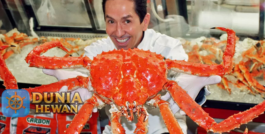 Selain Mahal Kepiting Raja Raksasa Ini Enak Buat di Konsumsi