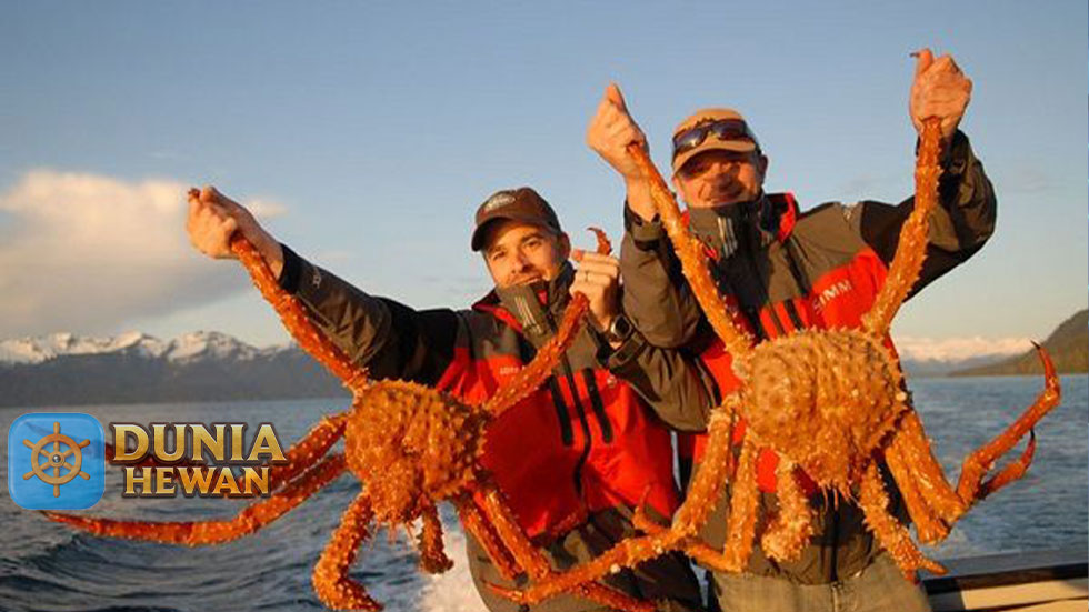 Selain Mahal Kepiting Raja Raksasa Ini Enak Buat di Konsumsi