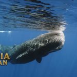 Fakta Unik Paus Sperma Si Besar Jago Menyelam di Pedalaman