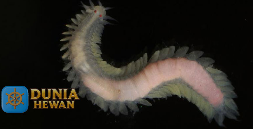 Vigtorniella worm adalah salah satu spesies cacing laut yang mungkin jarang didengar oleh banyak orang. Meskipun tidak sepopuler hewan laut besar seperti paus atau ikan hiu, cacing ini memiliki peran penting dalam ekosistem laut. Artikel ini akan membahas secara mendalam tentang Vigtorniella worm, termasuk habitat, ciri-ciri, dan perannya dalam lingkungan laut.

Apa Itu Vigtorniella Worm?

Vigtorniella worm termasuk dalam kelompok hewan laut yang di sebut Annelida, atau cacing bersegmen. Cacing ini hidup di dasar laut dan sering ditemukan di daerah yang di penuhi oleh materi organik yang membusuk. Salah satu ciri khas dari cacing ini adalah kemampuannya untuk hidup di lingkungan yang kaya akan hidrogen sulfida, sebuah senyawa kimia yang biasanya beracun bagi kebanyakan organisme.

Habitat Vigtorniella Worm

Vigtorniella worm banyak di temukan di daerah laut dalam, terutama di sekitar ventilasi hidrotermal dan kawasan dasar laut yang di penuhi bangkai organisme laut. Cacing ini cenderung hidup dalam lingkungan yang ekstrem, di mana kebanyakan hewan tidak dapat bertahan hidup. Karena itu, Vigtorniella memiliki peran penting dalam proses dekomposisi di dasar laut.

Cacing ini mampu memakan materi organik yang telah mati, seperti bangkai ikan atau organisme laut lainnya. Dengan demikian, mereka membantu menjaga keseimbangan ekosistem laut dalam. Karena cacing ini dapat bertahan hidup di lingkungan yang sangat minim oksigen dan penuh dengan senyawa berbahaya, mereka memiliki adaptasi khusus untuk menyerap nutrisi dan energi dari lingkungan sekitarnya.

Ciri-ciri Vigtorniella Worm

Vigtorniella worm memiliki tubuh yang panjang dan ramping, dengan segmen-segmen tubuh yang membuatnya mudah di kenali. Warna tubuh mereka bervariasi dari putih hingga keabu-abuan, tergantung pada spesies dan lingkungan tempat mereka hidup. Salah satu ciri menarik dari cacing ini adalah kemampuannya untuk bertahan hidup dalam kondisi yang sangat ekstrim.

Tubuh cacing ini di lengkapi dengan struktur yang memungkinkan mereka menyerap hidrogen sulfida dari air laut, yang kemudian di gunakan untuk memperoleh energi. Mereka juga memiliki bakteri simbiotik yang membantu proses metabolisme dalam tubuh mereka. Adaptasi ini sangat penting untuk kelangsungan hidup mereka di lingkungan yang keras, seperti di dekat ventilasi hidrotermal atau dasar laut yang di penuhi bangkai.

Peran dalam Ekosistem Laut

Sebagai detritivora, Vigtorniella worm berperan dalam proses penguraian materi organik di laut dalam. Mereka membantu memecah bangkai hewan laut dan sisa-sisa tanaman, yang pada gilirannya mempercepat proses dekomposisi. Hal ini penting untuk menjaga keseimbangan nutrisi di ekosistem laut, karena tanpa proses dekomposisi ini, bangkai dan materi organik lain akan menumpuk di dasar laut, yang bisa menyebabkan gangguan pada organisme lain.

Selain itu, kemampuan cacing ini untuk hidup di lingkungan dengan kadar oksigen yang sangat rendah membuat mereka menjadi indikator penting untuk kondisi lingkungan laut dalam. Mereka membuktikan bahwa kehidupan bisa berkembang di lingkungan ekstrem, berkat adaptasi luar biasa dari organisme seperti Vigtorniella.

Kesimpulan

Vigtorniella worm adalah hewan laut unik karena mampu bertahan hidup di lingkungan laut yang sangat ekstrem. Meskipun mereka mungkin tidak sepopuler hewan laut lainnya, peran mereka dalam menjaga keseimbangan ekosistem laut dalam sangat penting. Kemampuan Vigtorniella memakan bangkai dan beradaptasi dengan hidrogen sulfida membuktikan bahwa kehidupan laut sangat beragam dan unik.

Memahami Vigtorniella dan perannya dalam ekosistem laut membantu kita menghargai keanekaragaman hayati serta menjaga kelestarian laut.