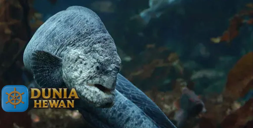 Wolf Eel atau Ikan Serigala Spesies Makhluk Langka Buruk Rupa