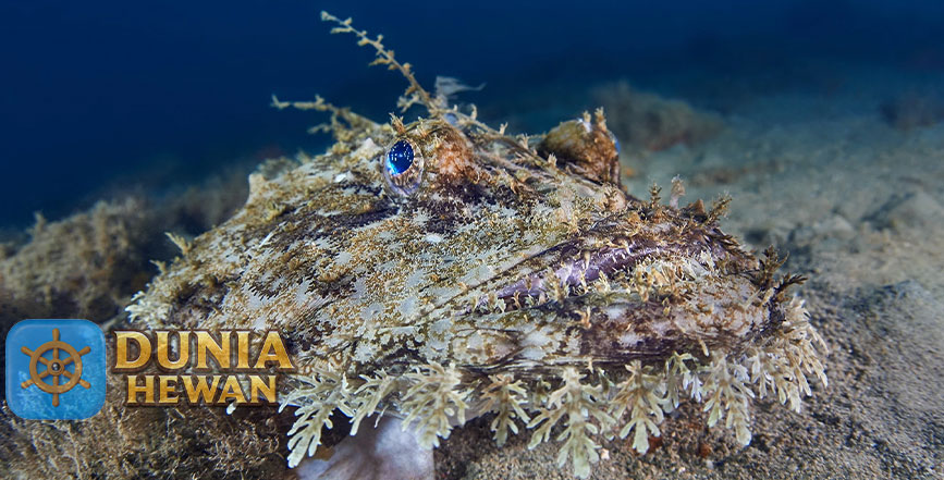 Fakta Menarik Ikan Lophius Terkenal Dengan Mulut Yang Besar