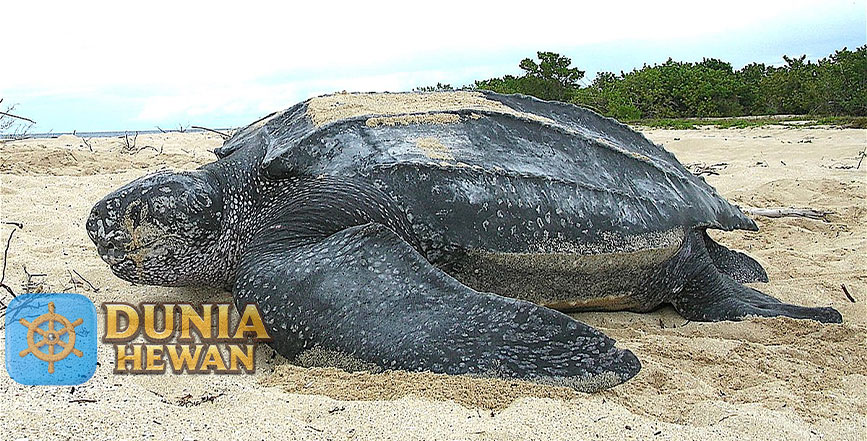 Fakta Menarik Penyu belimbing Termasuk Reptil Laut Terbesar