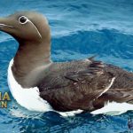 Uria Atau Gagak Laut 7 Fakta Terunik Telurnya Mirip Buah Pir