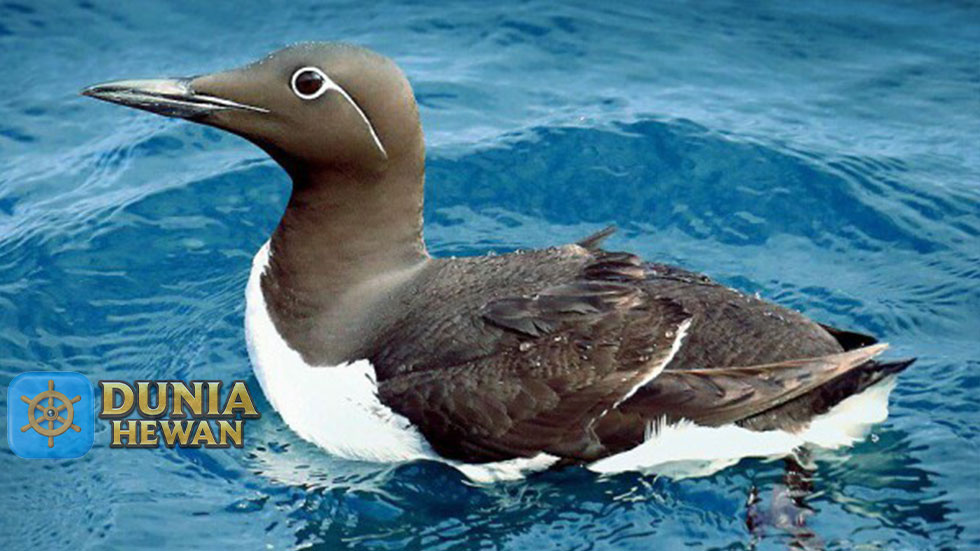 Uria Atau Gagak Laut 7 Fakta Terunik Telurnya Mirip Buah Pir
