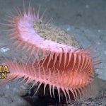 Venus Flytrap Sea Anemone Mirip Dengan Penangkap Lalat