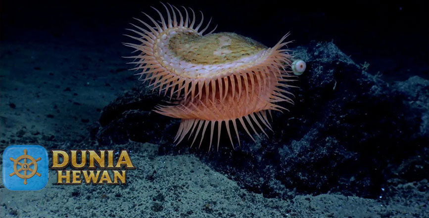 Venus Flytrap Sea Anemone Mirip Dengan Penangkap Lalat
