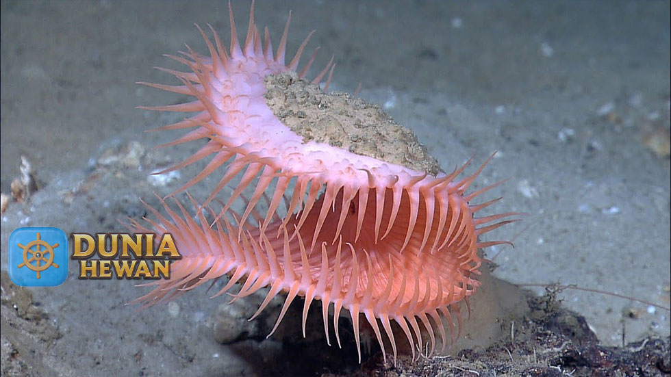 Venus Flytrap Sea Anemone Mirip Dengan Penangkap Lalat