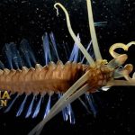 Vigtorniella Worm: Spesies Cacing Laut yang Unik dan Menarik