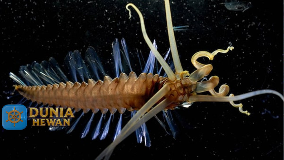 Vigtorniella Worm: Spesies Cacing Laut yang Unik dan Menarik