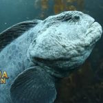 Wolf Eel atau Ikan Serigala Spesies Makhluk Langka Buruk Rupa