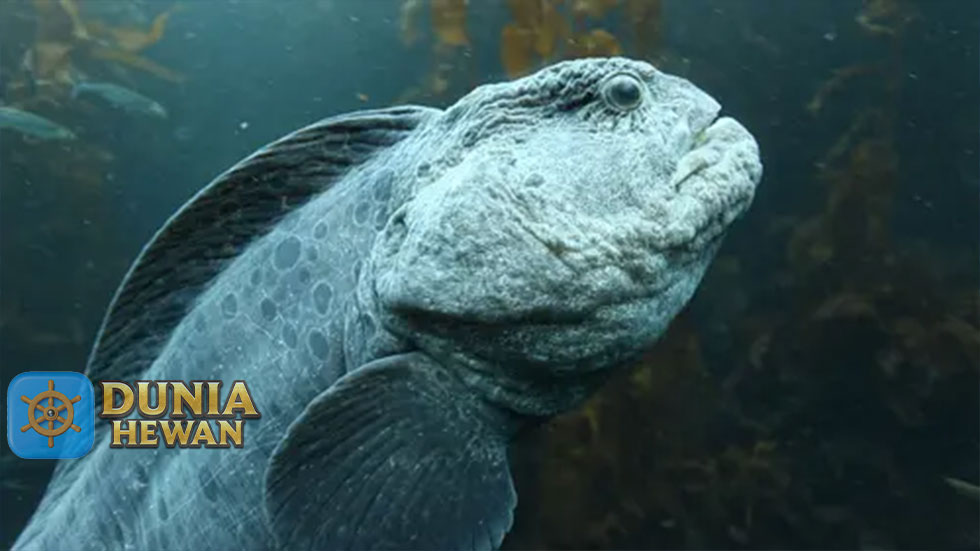 Wolf Eel atau Ikan Serigala Spesies Makhluk Langka Buruk Rupa