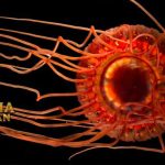 Atolla Jellyfish Adalah Ubur-Ubur Mahkota Laut Dalam