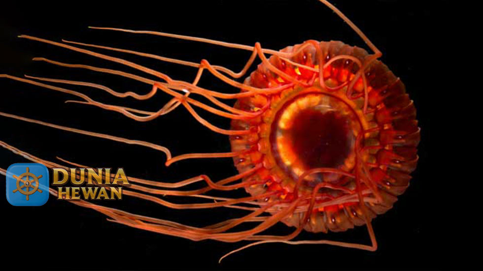 Atolla Jellyfish Adalah Ubur-Ubur Mahkota Laut Dalam