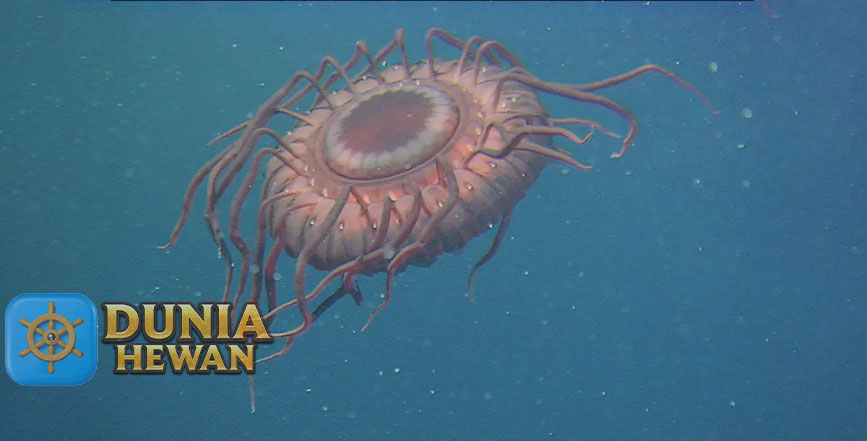 Atolla Jellyfish Adalah Ubur-Ubur Mahkota Laut Dalam