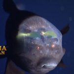 Barreleye Fish Ikan Hantu di Pedalaman Laut Samudra Pasifik