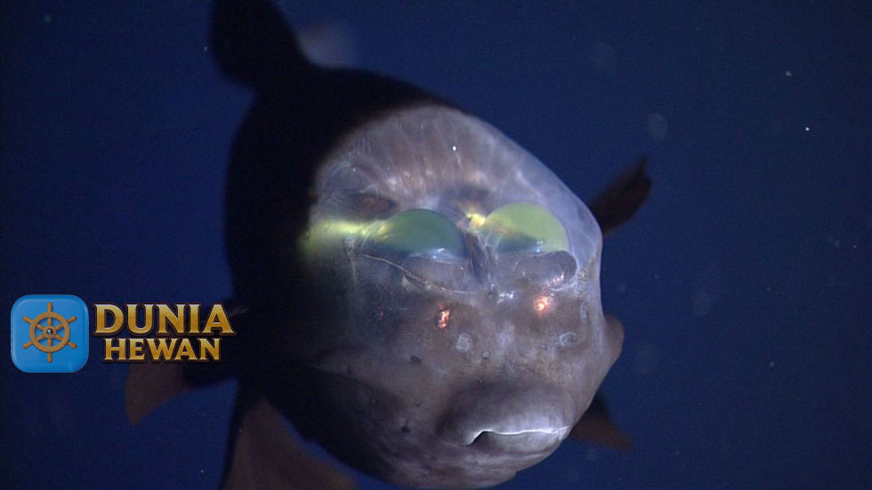 Barreleye Fish Ikan Hantu di Pedalaman Laut Samudra Pasifik