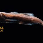 Black Swallower Bisa Menelan Ikan Lebih Besar Dari Ukurannya