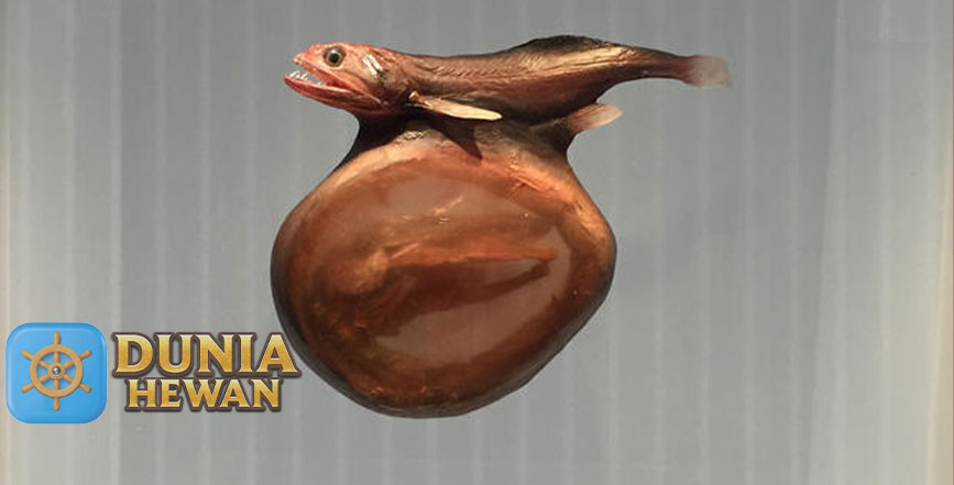 Black Swallower Bisa Menelan Ikan Lebih Besar Dari Ukurannya