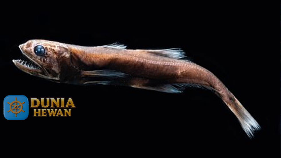 Black Swallower Bisa Menelan Ikan Lebih Besar Dari Ukurannya