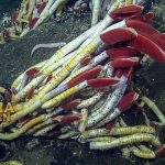 Cacing tabung raksasa Adalah Pipa Hidup di Dalam Samudra