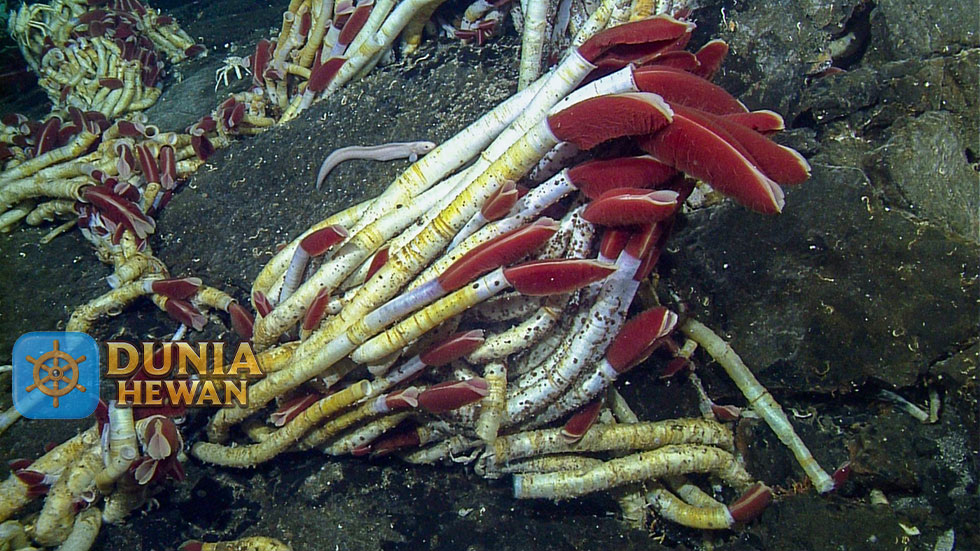 Cacing tabung raksasa Adalah Pipa Hidup di Dalam Samudra