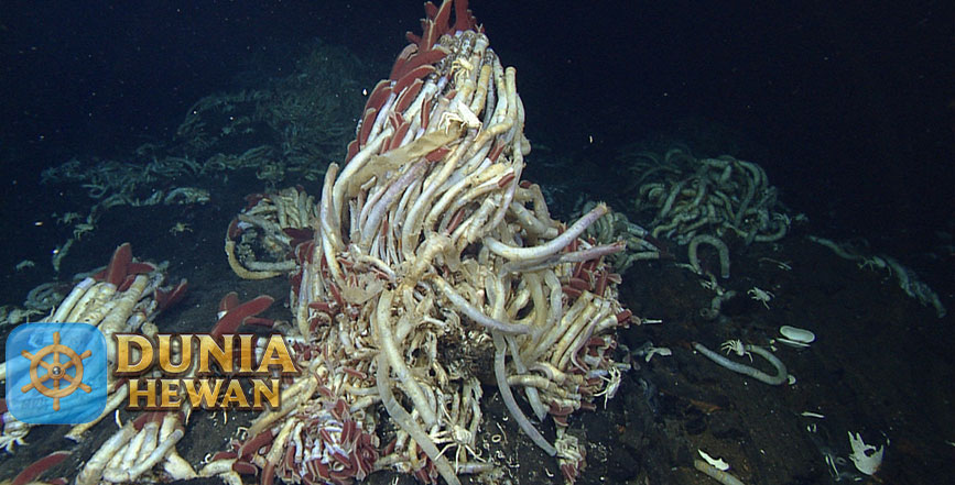 Cacing tabung raksasa Adalah Pipa Hidup di Dalam Samudra