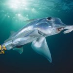 Chimaeras Ikan Bertulang Rawan dengan Sebutan Hiu Hantu