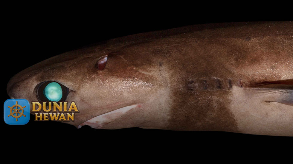 Cookiecutter Shark Adalah Hiu Pemotong Menyerang Ikan Lainnya
