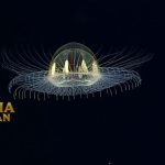 Cosmic Jellyfish Jenis Ubur-Ubur Hidup di Pedalaman Laut Gelap