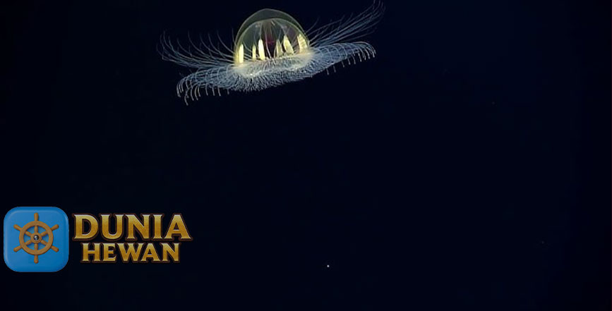 Cosmic Jellyfish Jenis Ubur-Ubur Hidup di Pedalaman Laut Gelap