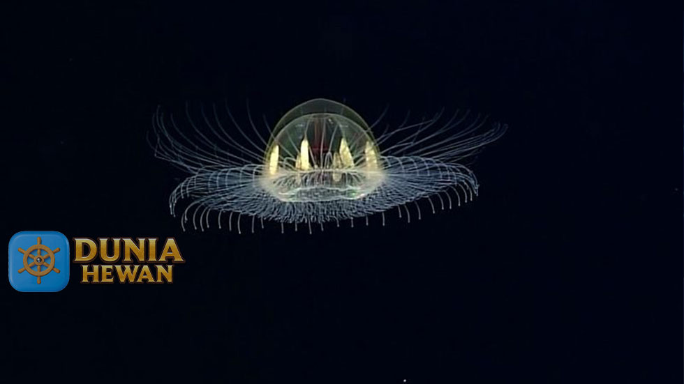 Cosmic Jellyfish Jenis Ubur-Ubur Hidup di Pedalaman Laut Gelap